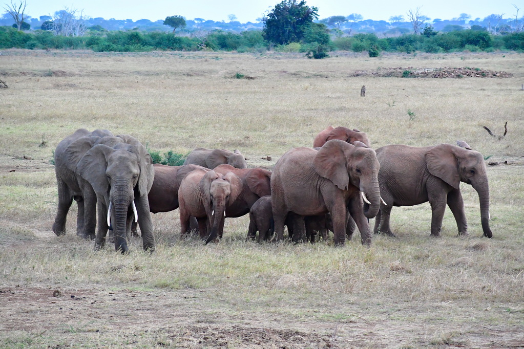 Tsavo East National Park